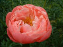 Coral Charm peony