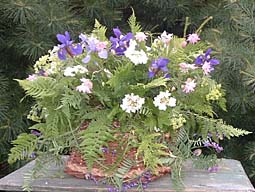 Basket of ferns, Siberian iris, dame's rocket, and columbine